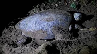 Dukungan Sorot Nuswantoro Di Seluruh N