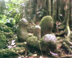 Situs Bandingan KecKarang Jambu Purbal