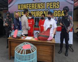 POLRES PURBALINGGA GEREBEK JUDI SA