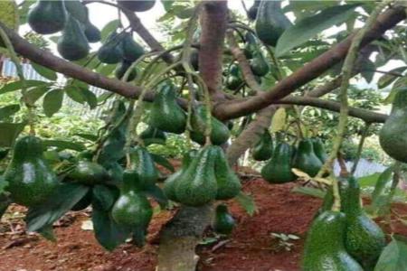 LIMA MANFAAT BIJI  ALPUKAT BUAT KE