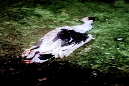 ENTOK BANTUAN BANYAK YANG MATI,WAR