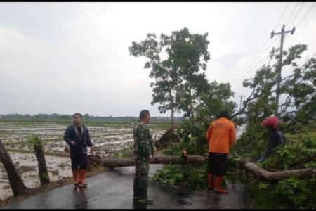 POHON TUMBANG TUTUP JALAN, BABINSA