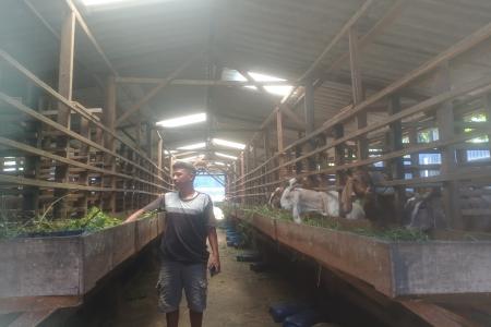 Kambing Perah Sakti Farm Hasilkan Susu